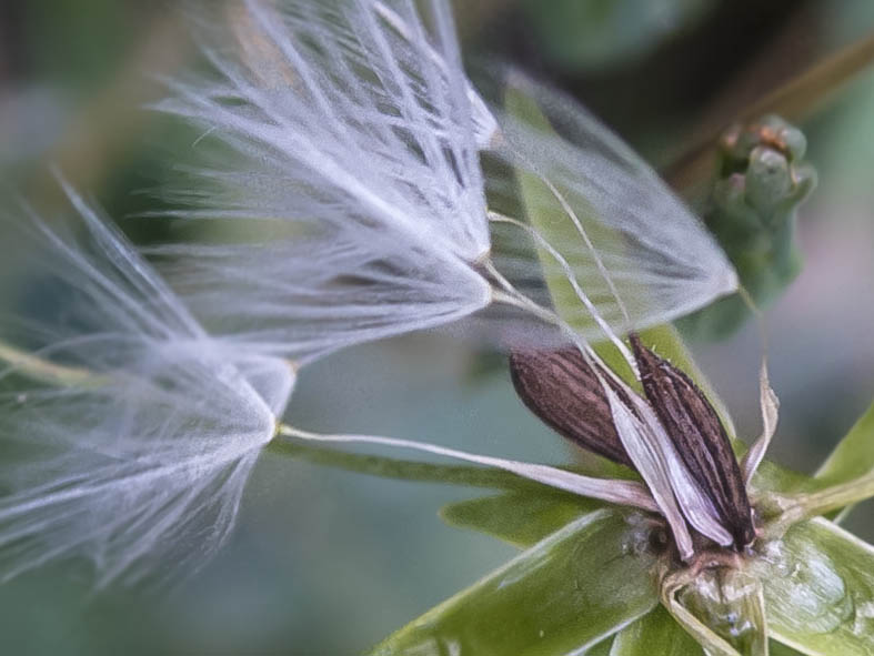 Lactuca serriola